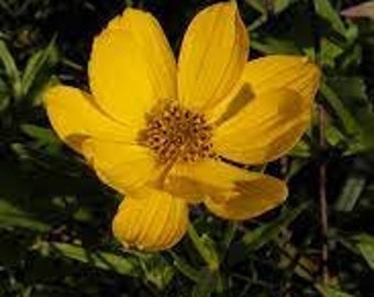 Prairie Coreopsis | Clearance | Coreopsis palmata | 25 Seeds | Prairie Restoration | Wildflowers | Michigan Natives | Veteran Owned Business