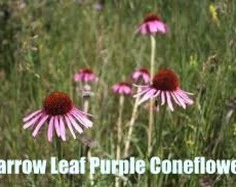 Narrow Leaf Purple Coneflower | East | 25 Seeds | Echinacea purpurea  | Michigan Native Flowers | Veteran Owned