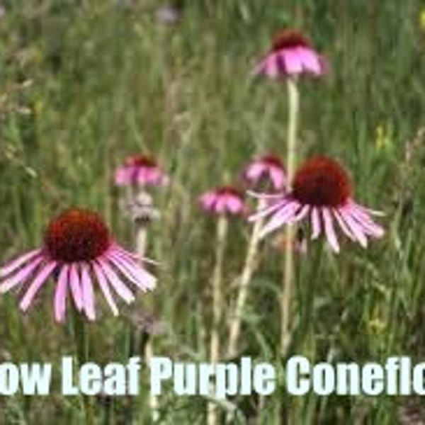 Narrow Leaf Purple Coneflower | East | 25 Seeds | Echinacea purpurea  | Michigan Native Flowers | Veteran Owned