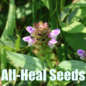 Heal-All | Prunella vulgaris | All-Heal | 100 Seeds | Self Care Gardening | Homesteading | Small Flowers