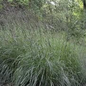 Big Bluestem Andropogon gerardii Drop Down Menu North American Grasses Pure Michigan image 4