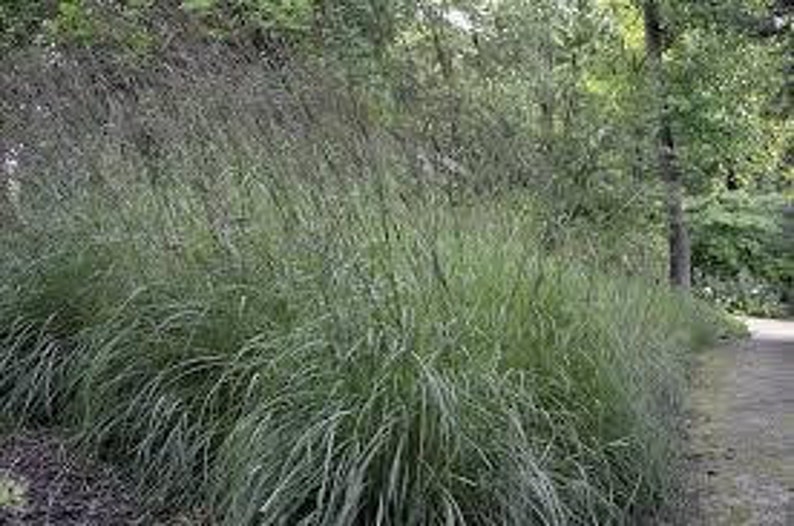 Big Bluestem Andropogon gerardii Drop Down Menu North American Grasses Pure Michigan image 4