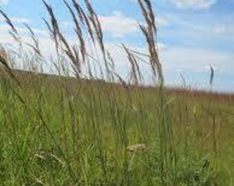 Indian Grass - Sorghastrum nutans - Multiple Sizes - Michigan Native Grasses - Pure Michigan - Veteran Owned