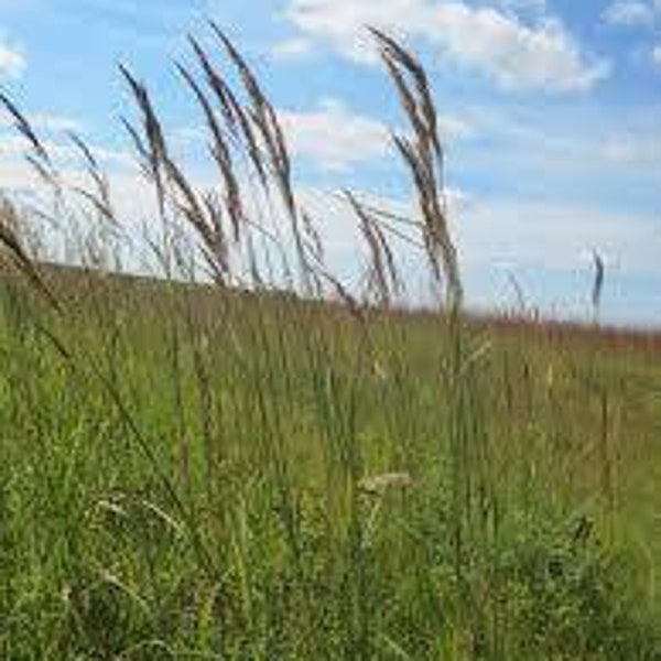 Indian Grass - Sorghastrum nutans - Multiple Sizes - Michigan Native Grasses - Pure Michigan - Veteran Owned