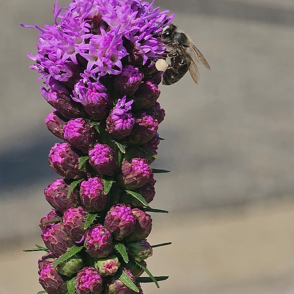 Prairie Blazing Star | Midwest | Liatris pycnostachya | 25 Seeds | Wildflowers | Michigan Natives | Veteran Owned Business