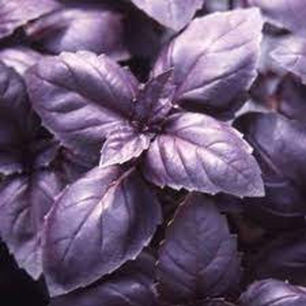 Red Rubin Basil | Herbs | 50 Seeds | Heirloom | Urban Gardening | Homesteading | Herbs