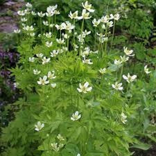 Tall Thimbleweed | East | Anemone virginiana | 100 Seeds | Michigan Natives | Veteran Owned | Full Sun Flowers