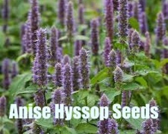 Anise Hyssop | Midwest | Agastache foeniculum | 100 Seeds  | Michigan Natives | Veteran Owned Businesss