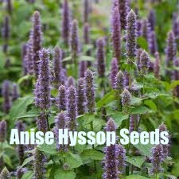 Anise Hyssop | Midwest | Agastache foeniculum | 100 Seeds  | Michigan Natives | Veteran Owned Businesss