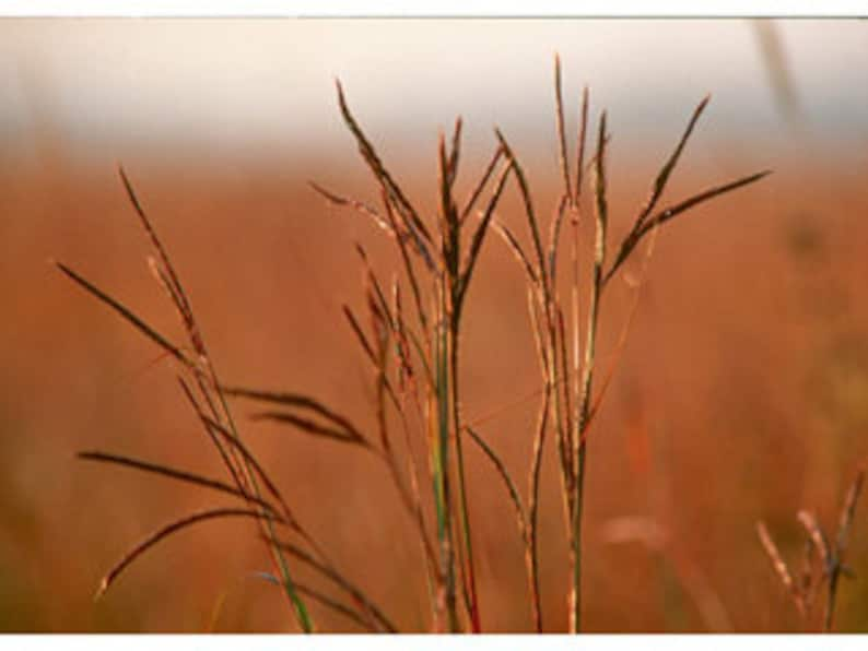 Big Bluestem Andropogon gerardii Drop Down Menu North American Grasses Pure Michigan image 2