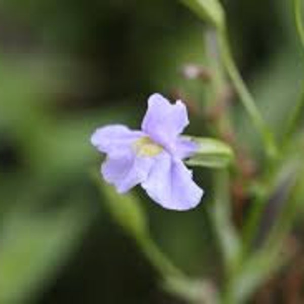 Monkey Flower | Clearance | Mimulus ringens | 2000 Seeds | Veteran Owned Business | Michigan Native | Midwest | Native Wildflowers
