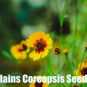 Plains Coreopsis | East | Coreopsis tinctoria | 300 Seeds | Golden Tickseed | Prairie Restoration | Michigan Natives | Veteran Owned