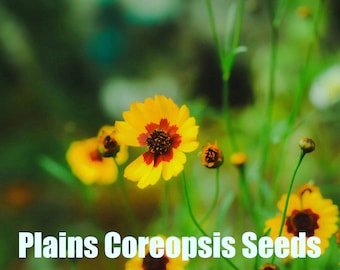 Plains Coreopsis | East | Coreopsis tinctoria | 300 Seeds | Golden Tickseed | Prairie Restoration | Michigan Natives | Veteran Owned