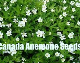 Canada Anemone | Midwest | Anemone canadensis | 25 Seeds | Veteran Owned Business | Michigan Native | Midwest | Native Wildflowers