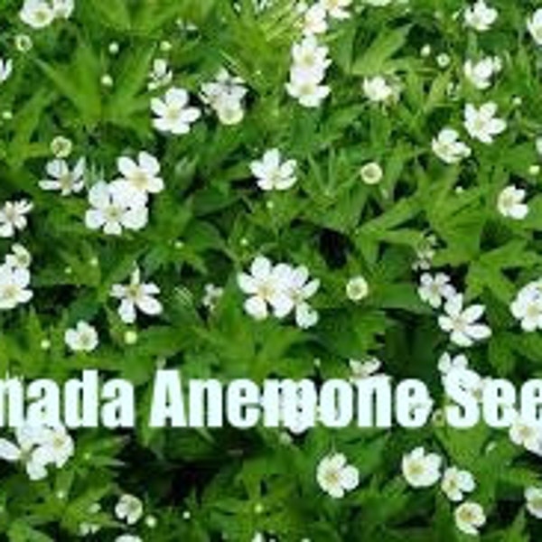 Canada Anemone | Midwest | Anemone canadensis | 25 Seeds | Veteran Owned Business | Michigan Native | Midwest | Native Wildflowers