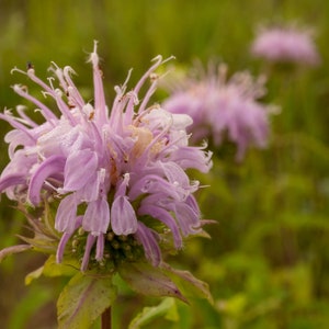 Wild Bergamot | North America | Monarda fistulosa | 500 Seeds | Bee Balm | Veteran Owned | Michigan Native Seeds