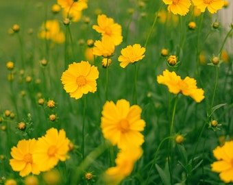 Lanceleaf Coreopsis | East | Coreopsis lanceolata | 100 Seeds | Prairie Restoration | Sand Coreopsis | Michigan Natives | Veteran Owned