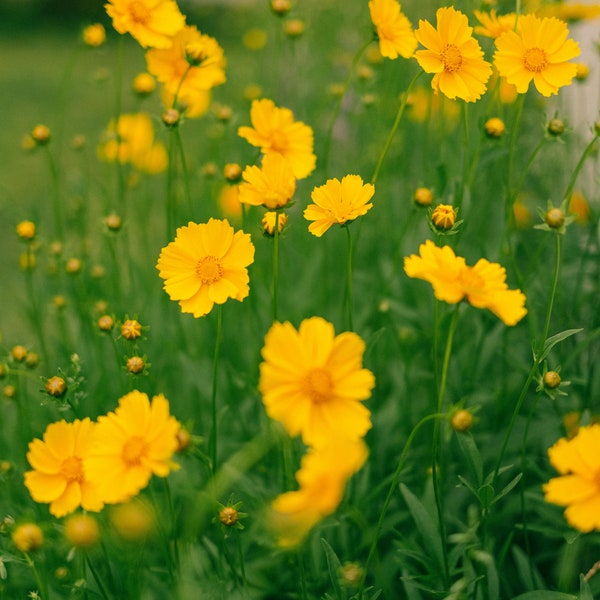 Lanceleaf Coreopsis | East | Coreopsis lanceolata | 100 Seeds | Prairie Restoration | Sand Coreopsis | Michigan Natives | Veteran Owned