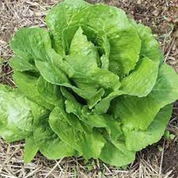 Paris Island Cos Romaine Lettuce | Clearance | 200 Seeds | Heirloom | Homesteading | Green Gardening | Urban Gardens