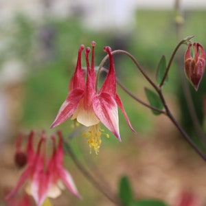 Eastern Red Columbine | East | 100 Seeds | Aquilegia canadensis | Wild Columbine | Native Flowers | Red Flowers | Perennials