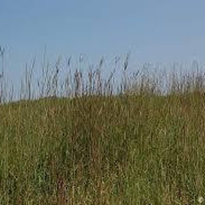 Big Bluestem Andropogon gerardii Drop Down Menu North American Grasses Pure Michigan image 1