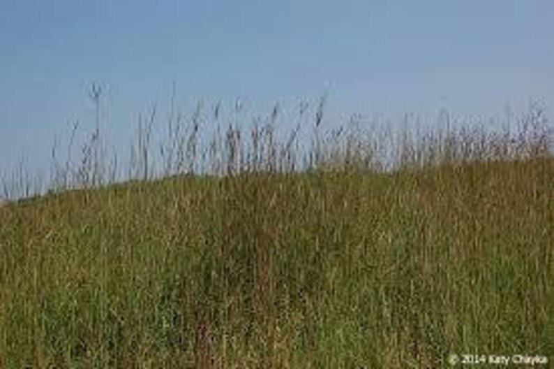 Big Bluestem Andropogon gerardii Drop Down Menu North American Grasses Pure Michigan image 1