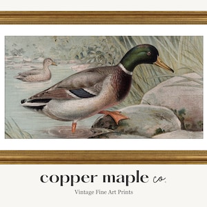 Vintage Duck Outdoor Diagram Painting Samsung Frame TV Art | Vintage Rustic Scene | TV254 | DIGITAL Download
