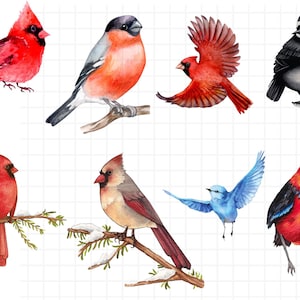 Imágenes prediseñadas de pájaros divertidos PNG\ Ilustraciones de pájaros extravagantes\ Pájaros extravagantes en alambre\ Imágenes prediseñadas de sublimación\ Gráficos extravagantes\ Pájaro de dibujos animados alargado