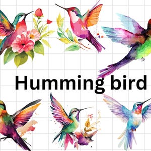Hummingbird Bundle\ Flying Bird png\ Hummingbird Clipart\ Hummingbird Flowers png\ Humming Bird png\ Bird png\ Hummingbird Vector