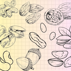 Nuts SVG Bundle\ SVG Files for Cricut\ Nut Clipart\ Nature SVG\ Forest ...