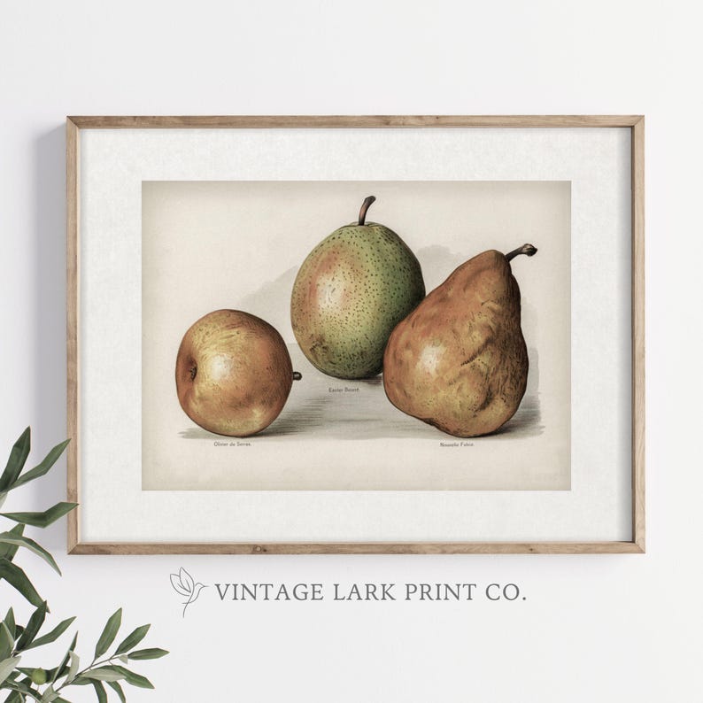Op de afbeelding: Een vintage botanische illustratie van drie peren. De peren zijn lichtgroen, bruin en geel. De illustratie is op een cr&egrave;mekleurige achtergrond met de namen van de peren eronder geschreven.
