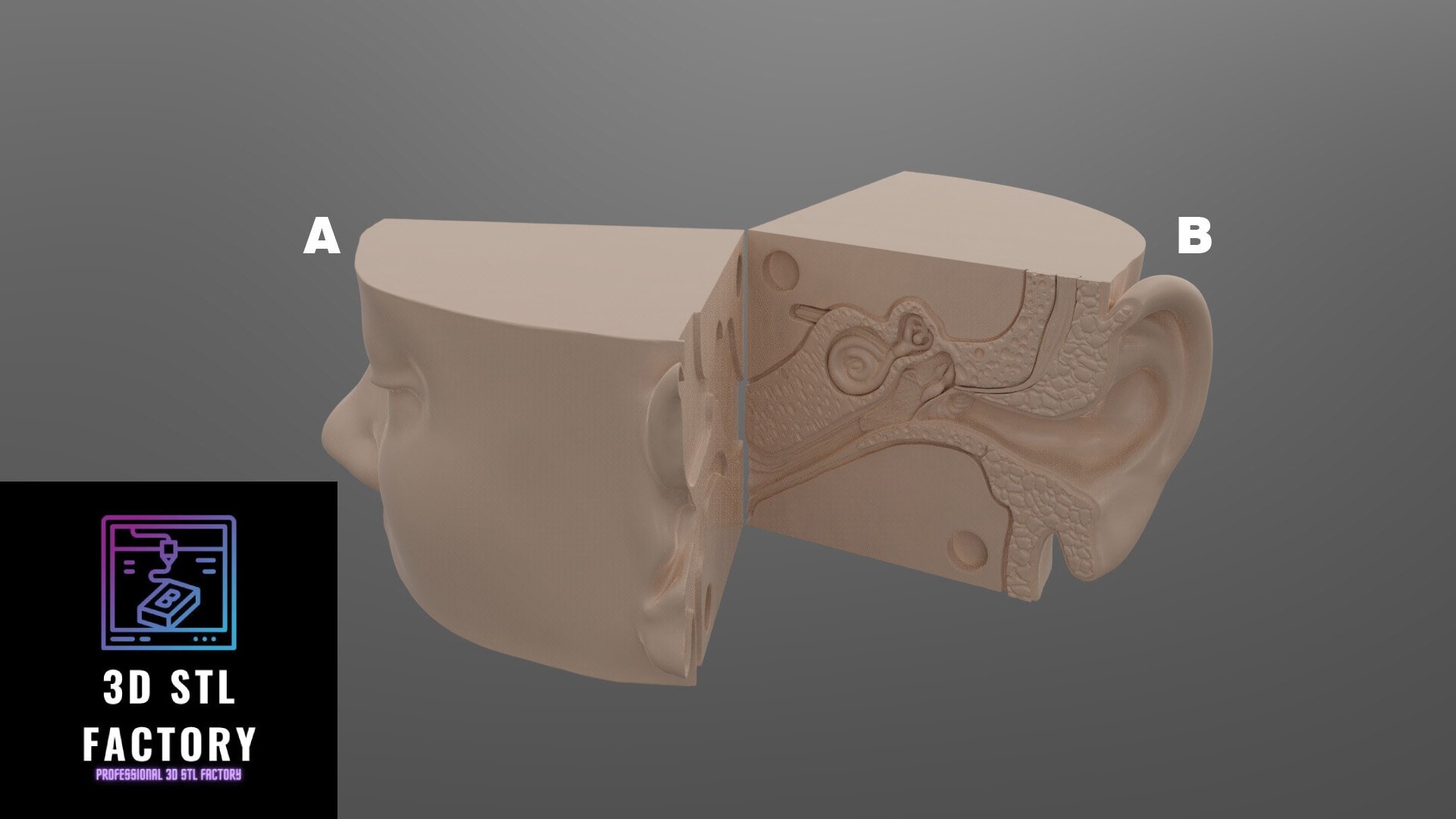 Detailed Human Ear 3D Model Working Skeleton for Doctors 3D - Etsy Detailed Human Ear 3D Model Working Skeleton for Doctors 3D - Etsy