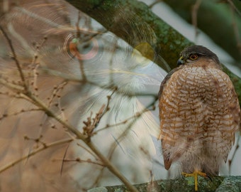 Sharp-Shinned Hawk (Blended Photography + Digital Art) | Printable Instant Digital Download | Wildlife Art | Wall Art | Bird Lovers