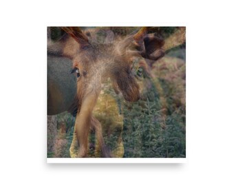 Rocky Mountain Moose (Blended Photography + Digital Art) | Physical Print | Square Print | Animal Art | Nature Price:6.42