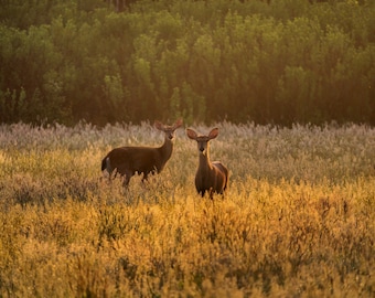 Printable Photo of Does at Sunrise | Instant Digital Download | Deer in Field | Animal Photography | Nature Photography | Wall Art