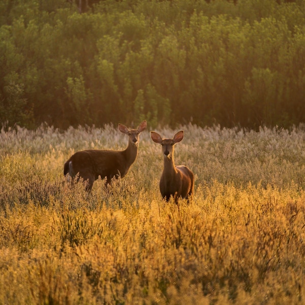 Printable Photo of Does at Sunrise | Instant Digital Download | Deer in Field | Animal Photography | Nature Photography | Wall Art