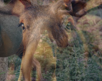 Rocky Mountain. Moose (Blended Photography + Digital Art) | Printable Instant Digital Download | Square Print  | Animal Art | Nature