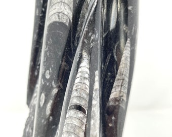Black and White Orthoceras Fossil Tower with Acrylic Base (Mid-Century/Modern/Organic)