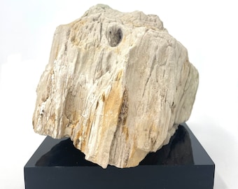 Petrified Wood Specimen with Base