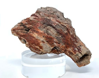 Petrified Wood Specimen with Base