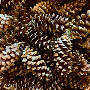 20 Natural Pinecones, Rustic Decor, Seasonal Decor, Floral Supply, Home Decor, Crafts, Woodland Theme, Wedding Decor, Pinecones