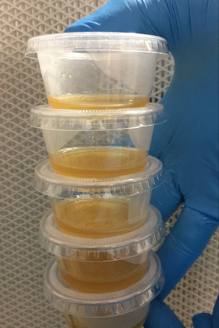 50PACK Ultimate Malt Extract Agar Cups MEA Cultivate Etsy