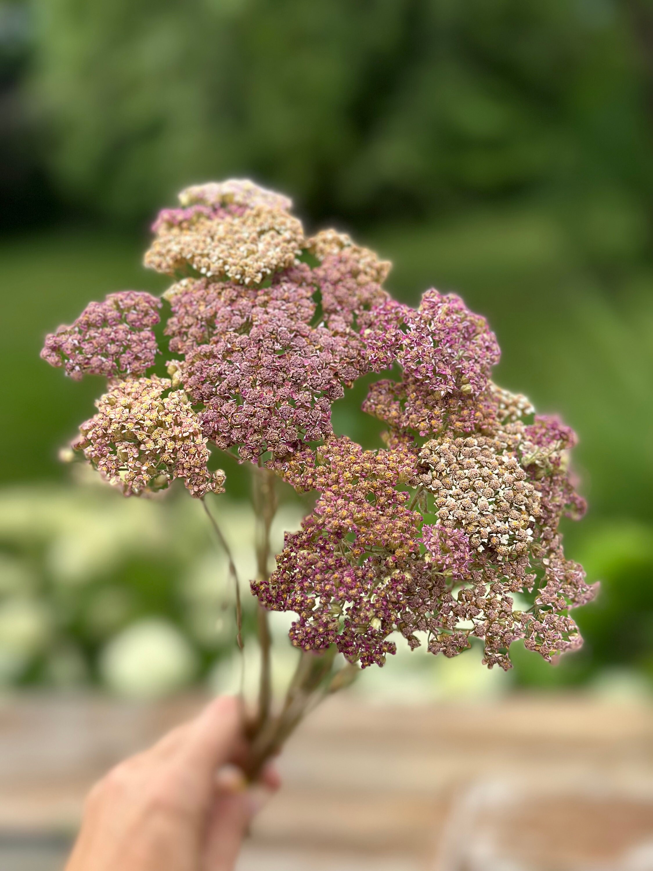Dried Yarrow Bundle Etsy