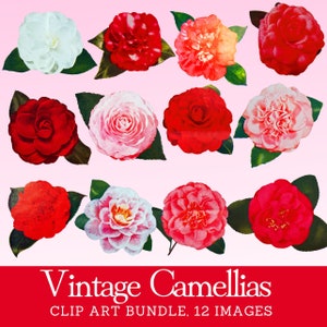 Vintage Flowers Clip Art Bundle 1950s Camellia Flowers PNG Vintage Flowers Clipart Bundle Midcentury Ephemera