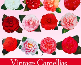 Vintage Camellia Flower Clipart Bundle: 1950s Midcentury PNG (Digital Download)
