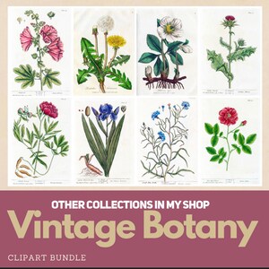 Bundel vintage sprookjesillustraties: antieke boekillustraties (digitale download) afbeelding 15