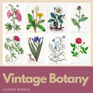 Vintage Flower Clip Art Bundle Herbs Plants Digital Images for Junk Journal Scrapbook Collage Botanical Illustrations