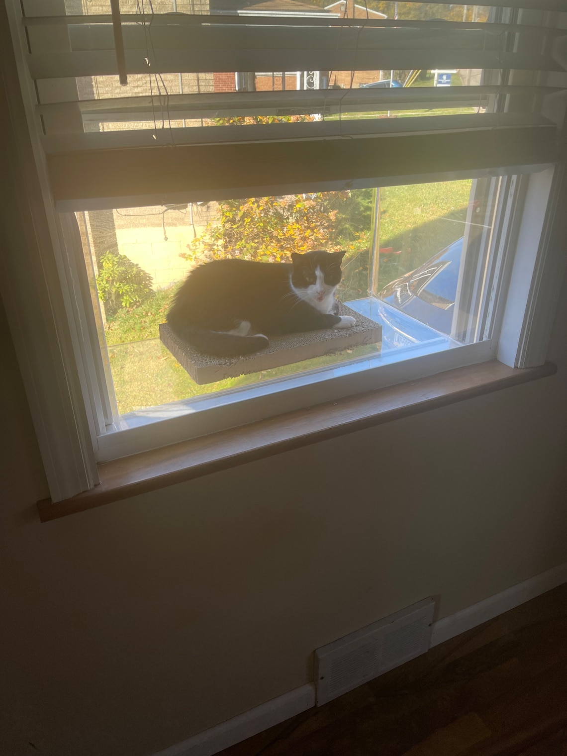 Custom Fit Catio for Your Window fits 2436 Windows Etsy