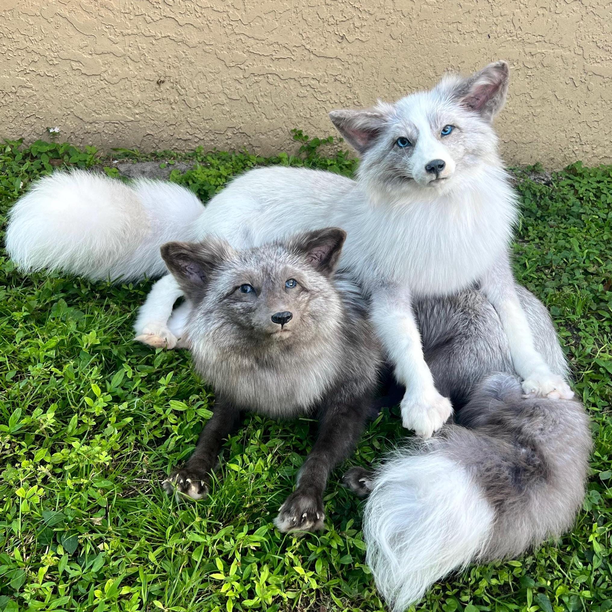Silver Fox WHISKY シルバーフォックスウヰスキー ３本セット Fox Soft Mount Taxidermy Ranch Posable Locline Ranch Fox Oddity