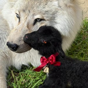 K&ouml;nnte beinhalten: Nahaufnahme eines wei&szlig;en Wolfs und eines schwarzen Lamms. Das Lamm tr&auml;gt ein rotes Band mit einer kleinen goldenen Glocke. Der Wolf hat blaue Augen und schaut das Lamm an. Der Hintergrund ist gr&uuml;nes Gras.